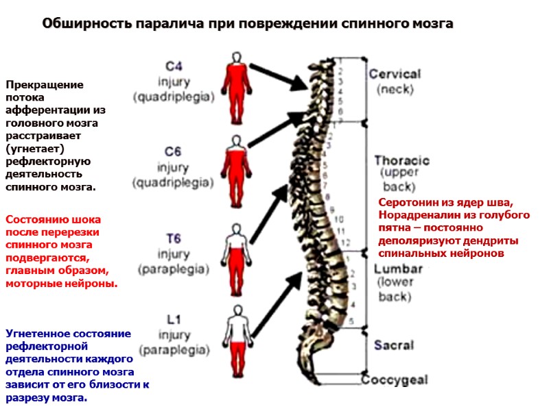 Обширность паралича при повреждении спинного мозга Состоянию шока после перерезки спинного мозга подвергаются, главным